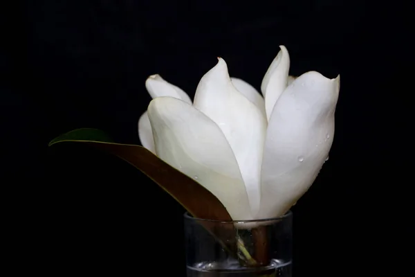 Foto Vacker Magnolia Blomma Mörk Bakgrund — Stockfoto