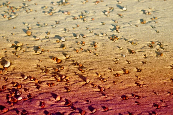 Fotohintergrund Von Kieseln Und Sand Der Ostseeküste — Stockfoto