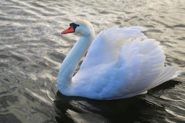 Foto Cisne Blanco Estanque Parque —  Fotos de Stock