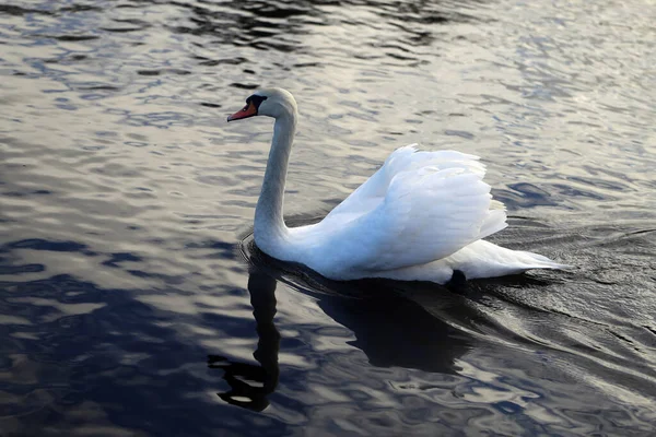 Foto Vit Svan Damm Parken — Stockfoto