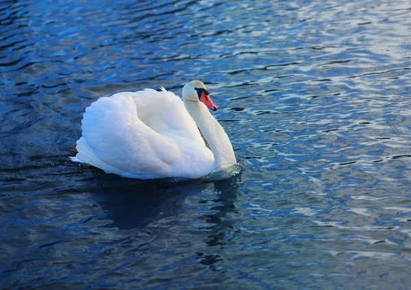 Foto Van Een Witte Zwaan Een Vijver Het Park — Stockfoto