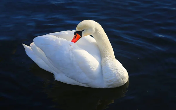 Foto Van Een Witte Zwaan Een Vijver Het Park — Stockfoto