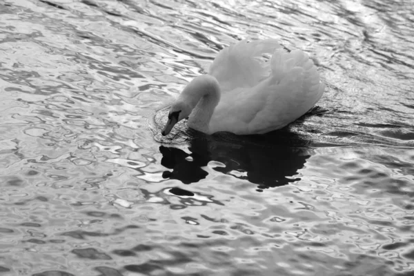 公園内の池に白い白鳥の写真 — ストック写真