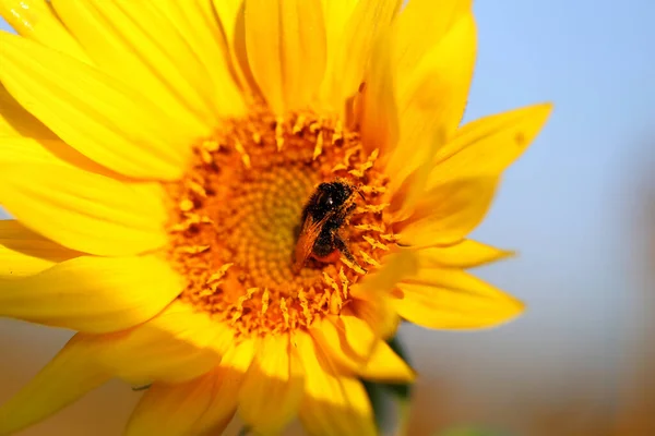 Photo Macro Large Sunflower Season Fields — Stock Photo, Image