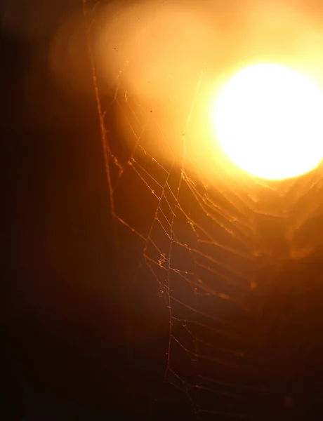 Photo Macro Sunlight Sunset Web Photo Spider Web Website Poster — Stock Photo, Image