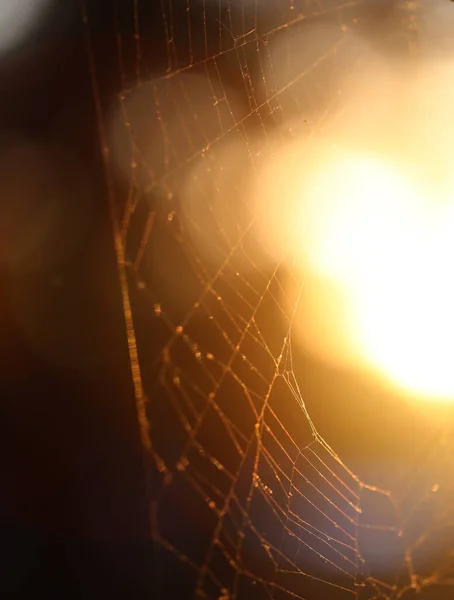 Photo Macro Sunlight Sunset Web Photo Spider Web Website Poster — Stock Photo, Image