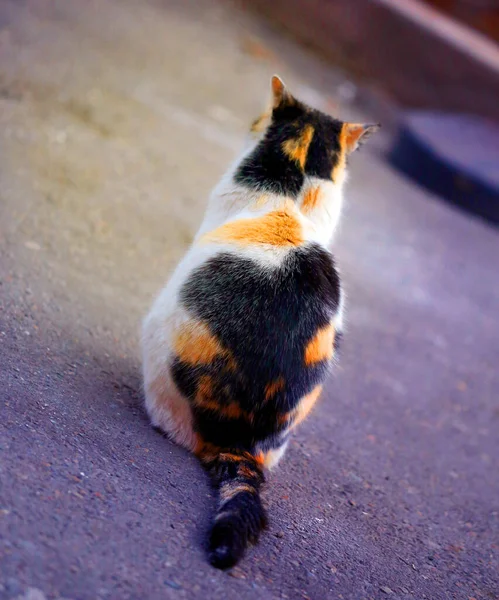 Foto Makrofarbe Katze Auf Der Straße — Stockfoto