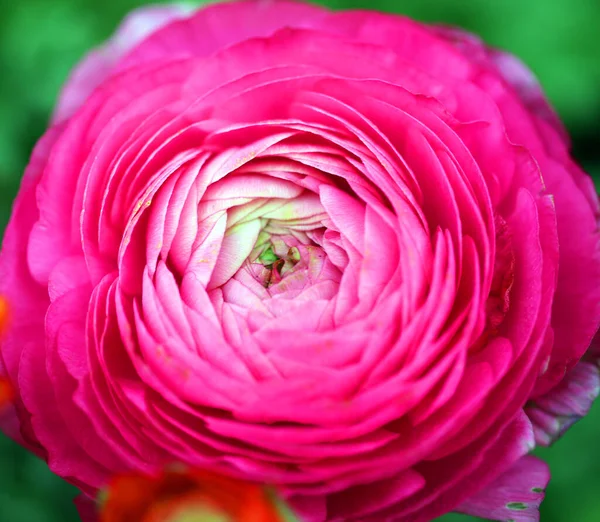 Foto Macro Fundo Rosa Flor Parque — Fotografia de Stock