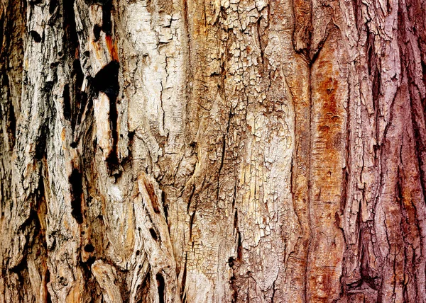 Muhteşem Bir Ağaç Kabuğunun Macro Fotoğrafı — Stok fotoğraf