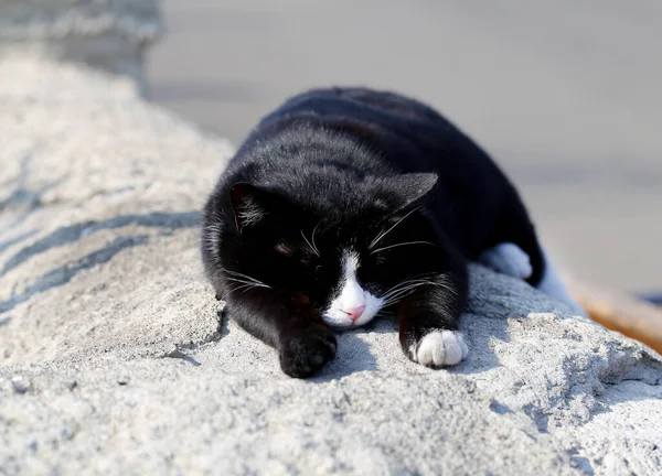 Makró Fénykép Egy Alvó Fekete Macskáról Utcán — Stock Fotó