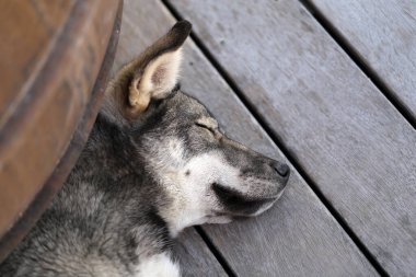 Güneşli bir günde sokakta uyuyan güzel bir köpeğin fotoğrafı.