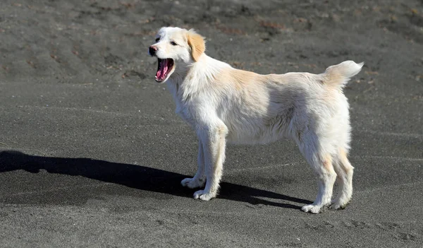 海滩上一只可爱的小狗的照片 — 图库照片