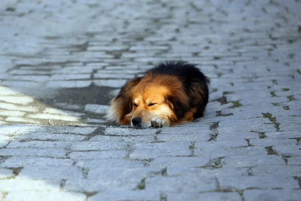 Photo of a beautiful sleeping dog on the street on a sunny day