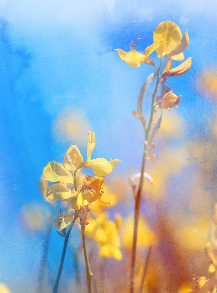 Vacker Foto Bakgrund Känsliga Gula Vilda Blommor Bakgrund För Platsen — Stockfoto