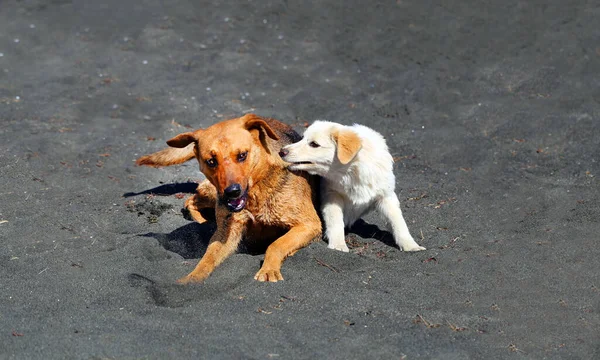 Bella Foto Due Cani Che Giocano Sulla Sabbia Nera Della — Foto Stock