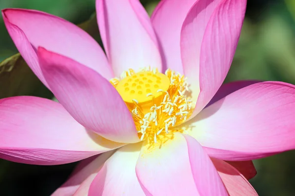 Bella foto con loto rosa meraviglioso — Foto Stock