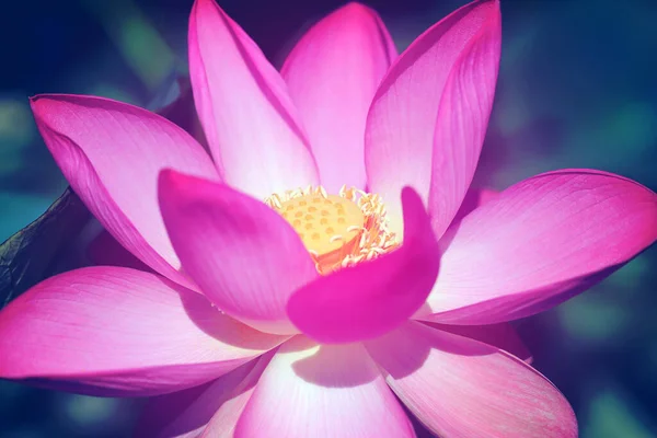 Beautiful photo with pink wonderful lotuses — Stock Photo, Image