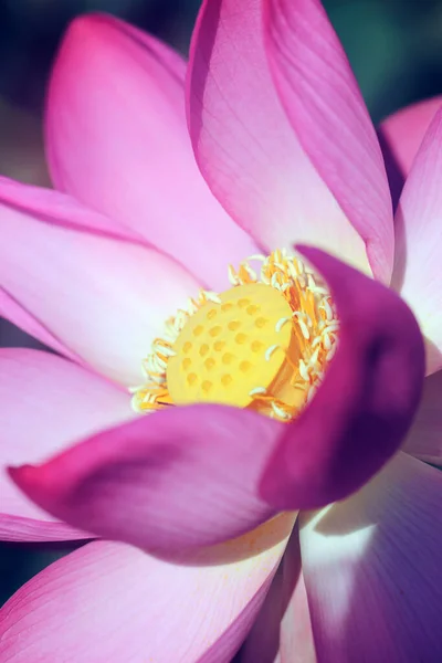 Hermosa foto con lotos maravillosos rosados — Foto de Stock
