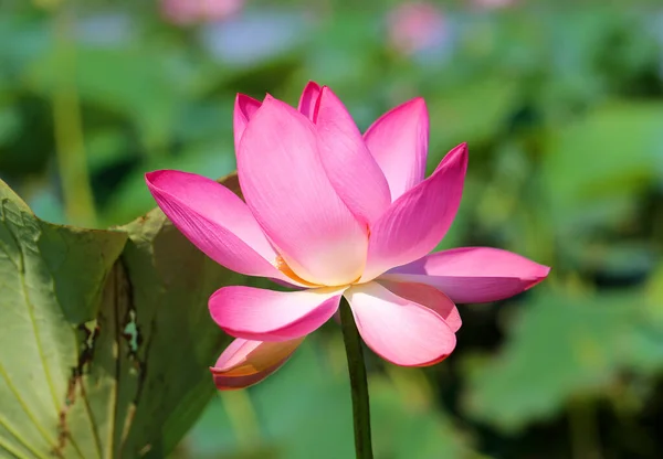 Beautiful photo with pink wonderful lotuses — Stock Photo, Image