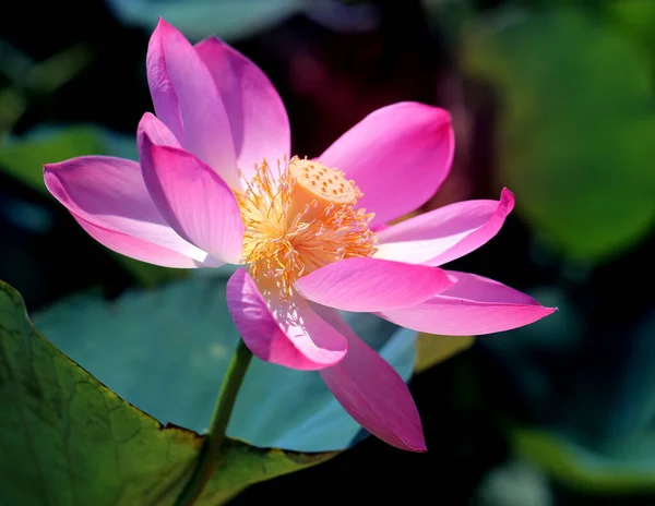 Beautiful photo with pink wonderful lotuses — Stock Photo, Image