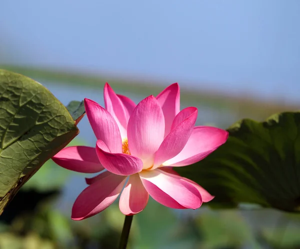 Beautiful photo with pink wonderful lotuses — Stock Photo, Image