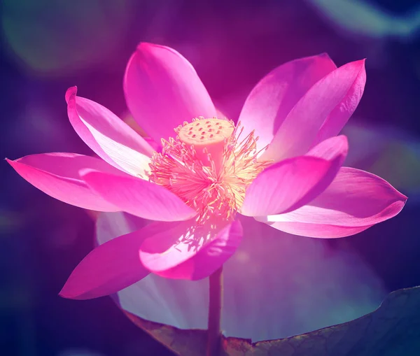 Hermosa foto con lotos maravillosos rosados —  Fotos de Stock