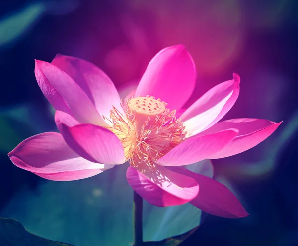 Piękne zdjęcie z różowymi cudownymi lotosami — Zdjęcie stockowe