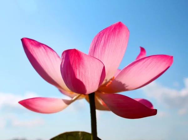 Bella foto con loto rosa meraviglioso — Foto Stock