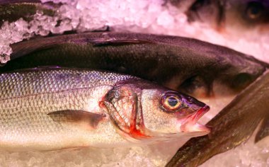 Lezzetli kırmızı balığın güzel bir makrosu. Bir balık ile bir dükkan veya sitenin reklamını yapmak için bir balık fotoğrafı örneği.