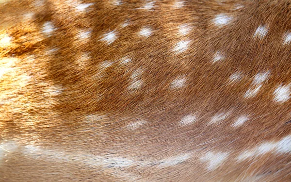 Photo background skin of a spotted deer sun light