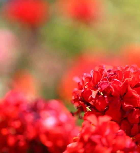 Photo Background Red Flowers Illuminated Sun — Stock Photo, Image