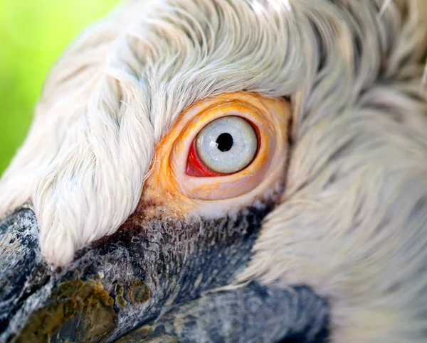 大きな白いペリカンの写真の肖像画 ペリカンの鳥ビュー — ストック写真