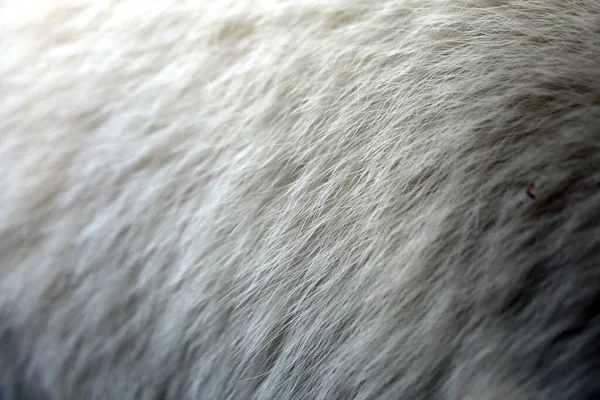 Foto Fundo Pêlo Urso Branco Exemplo Textura Pele Urso Polar — Fotografia de Stock