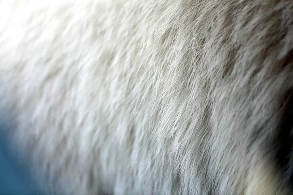 Foto Sfondo Pelliccia Orso Bianco Esempio Della Consistenza Della Pelliccia — Foto Stock