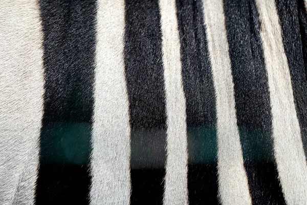 Foto Sfondo Una Bella Pelle Zebra Strisce Zebra Texture Sfondo — Foto Stock