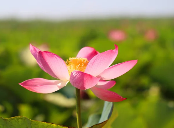 Schönes Foto Mit Rosa Wunderbaren Lotusblüten Der Lagune Beispiel Für — Stockfoto