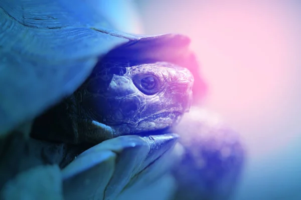 Beautiful Photos Large Turtle Biology Websites — Stock Photo, Image
