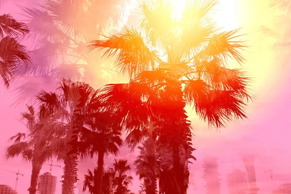Piękne Zdjęcia Tropikalnych Palm Retro Reklamy Rekreacji Turystyki — Zdjęcie stockowe