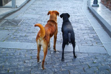 Uzaktaki yola bakan iki sokak köpeğinin fotoğrafı.