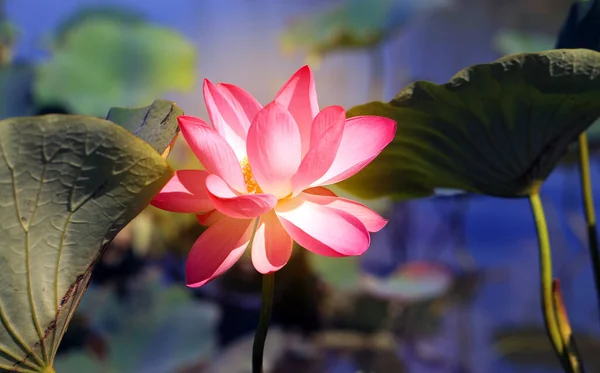 Photo Beautiful Pink Indian Lotus Park Example Design Wall Website — Stock Photo, Image