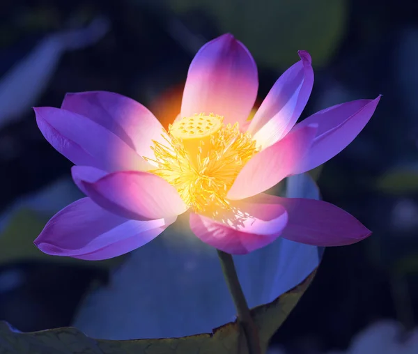Foto Una Bellissima Lotus Indiana Rosa Nel Parco Esempio Progettazione — Foto Stock
