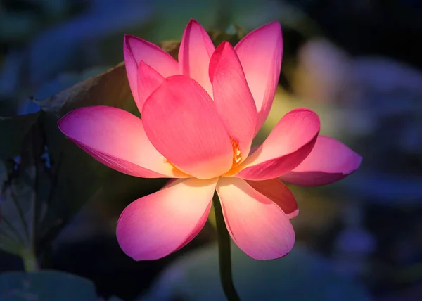 Foto Una Bellissima Lotus Indiana Rosa Nel Parco Esempio Progettazione — Foto Stock