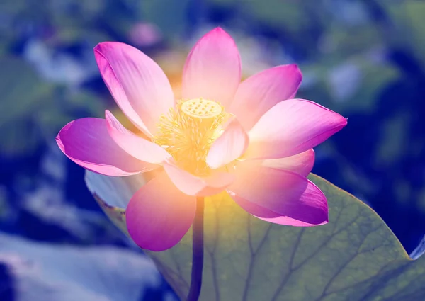 Photo of a beautiful pink Indian Lotus in the Park. Example for the design of a wall or website.