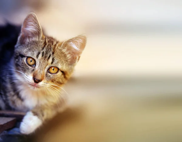 Foto Van Een Prachtig Klein Katje Straat Huisdieren Katten Portretten — Stockfoto