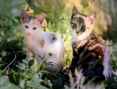 Sokaktaki güzel bir kedi yavrusunun fotoğrafı. Kedi portreleri..