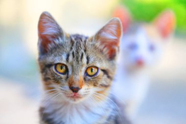 Sokaktaki güzel bir kedi yavrusunun fotoğrafı. Kedi portreleri..