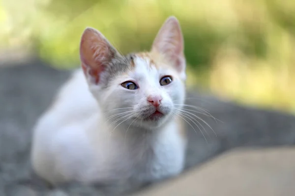 Sokaktaki Güzel Bir Kedi Yavrusunun Fotoğrafı Kedi Portreleri — Stok fotoğraf