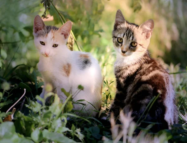 Sokaktaki güzel bir kedi yavrusunun fotoğrafı. Kedi portreleri..
