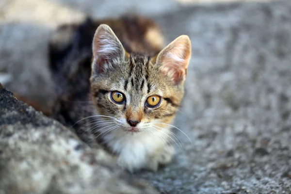 街上一只漂亮的小猫的照片 宠物猫的肖像 — 图库照片