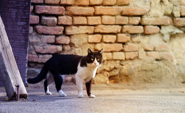 Photo Beau Gros Chat Qui Regarde Annonces Pour Chats Animaux — Photo